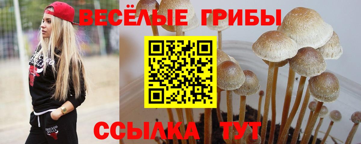 Галлюциногенные грибы Cubensis Тихвин